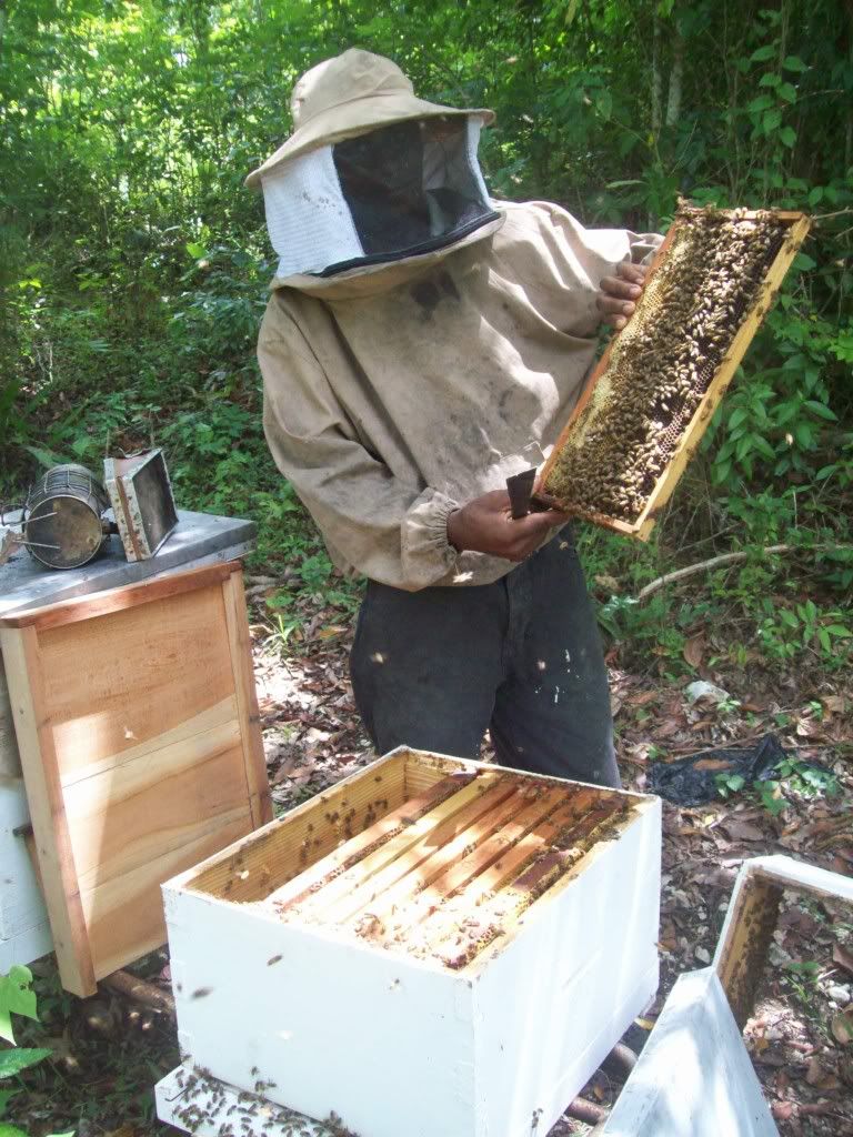 Beekeeping in Jamaica Beesource Beekeeping Forums